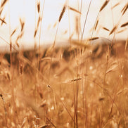 Spaghetti 500g - Pasta di grano duro “Senatore Cappelli”