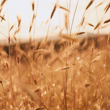 Spaghetti 500g - Pasta di grano duro “Senatore Cappelli”