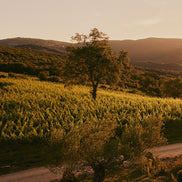 Lazzero 500 ml - Raccolta 2025